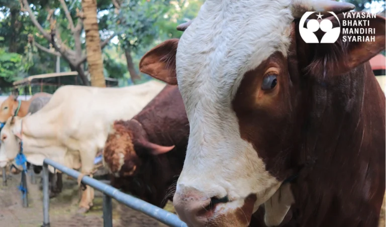 Pentingnya sertifikasi juru sembelih halal